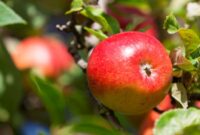 Apple iphone advantages