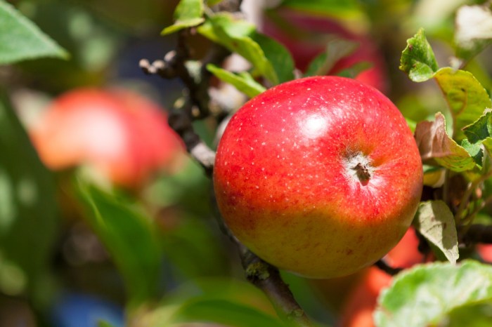 Apple iphone advantages