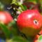 Apple iphone